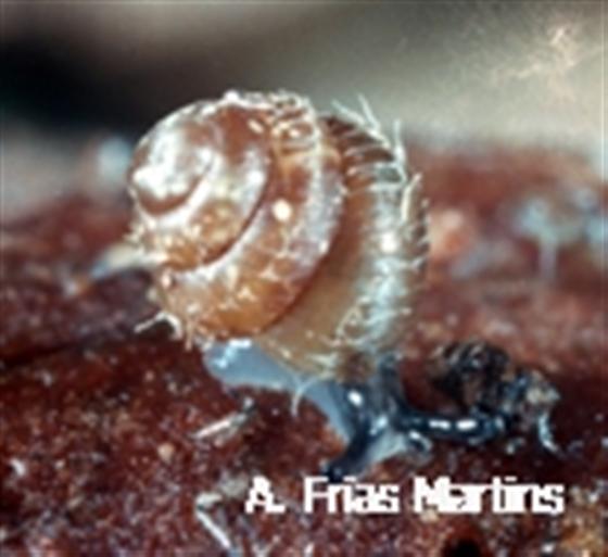 Acanthinula azorica Pilsbry, 1926